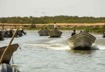 Por extorsión cancelarían concesiones a cooperativas pesqueras de Sinaloa