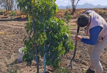 Proyectan sembrar aguacate en Sinaloa