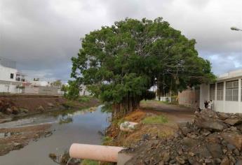 El macapul del arroyo Jabalines no se talará: Sedesu