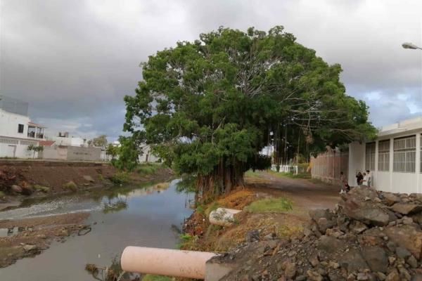 El macapul del arroyo Jabalines no se talará: Sedesu