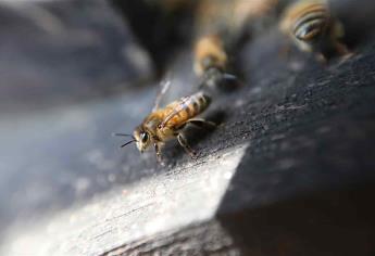 Hasta 100 reportes semanales por abejas recibe el 911