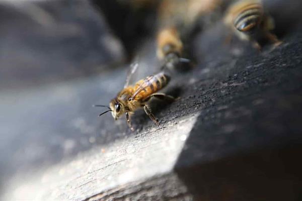 Hasta 100 reportes semanales por abejas recibe el 911