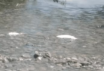 Acusan a granjas agrícolas de contaminar y matar los peces del río Fuerte