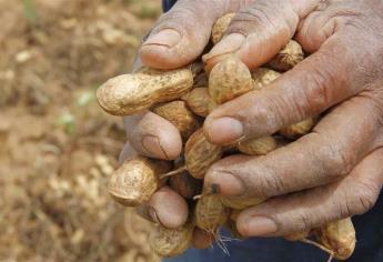 Mocorito líder en producción de cacahuate en Sinaloa