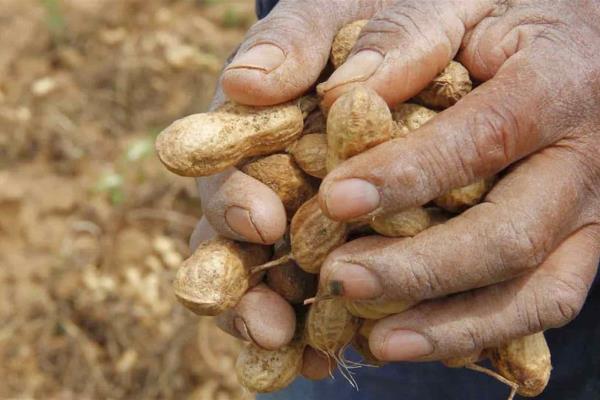 Cacahuate, sin precio ni mercado