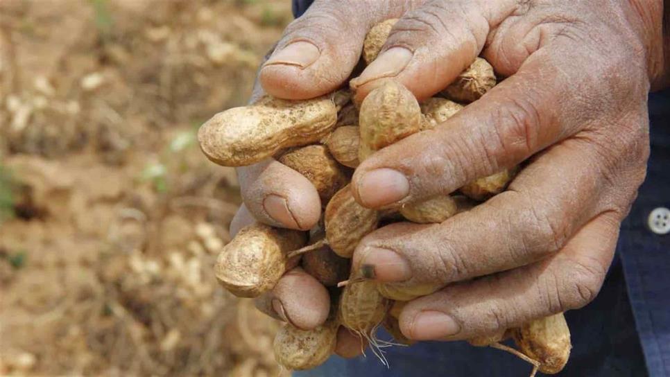 Mocorito líder en producción de cacahuate en Sinaloa