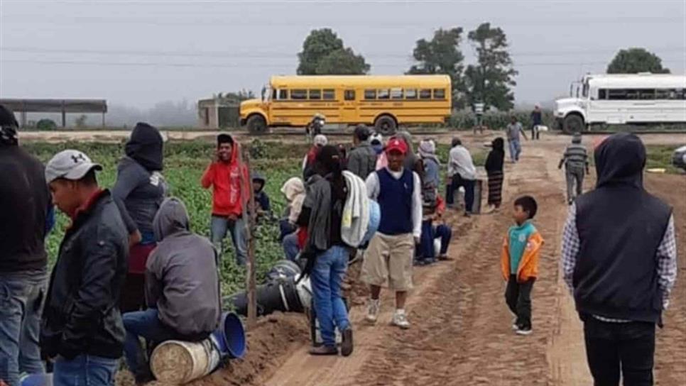 Detectarán casos de drogadicción en campos agrícolas
