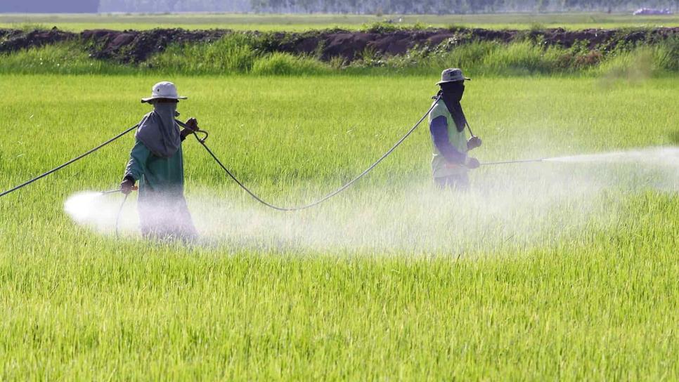 Sin glifosato, producción de Sinaloa bajará 50 %: CAADES