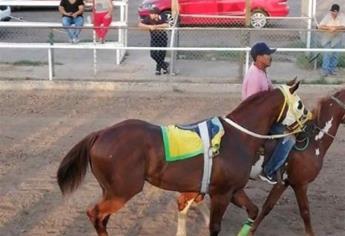 Investigan supuesta organización de carreras de caballos en Guasave