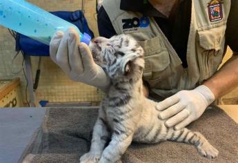 En medio de la pandemia nace primer tigre blanco en zoológico de Culiacán