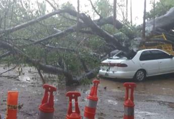 Lluvia deja 20 árboles caídos y arrastra una tonelada de basura: Servicios Públicos Culiacán