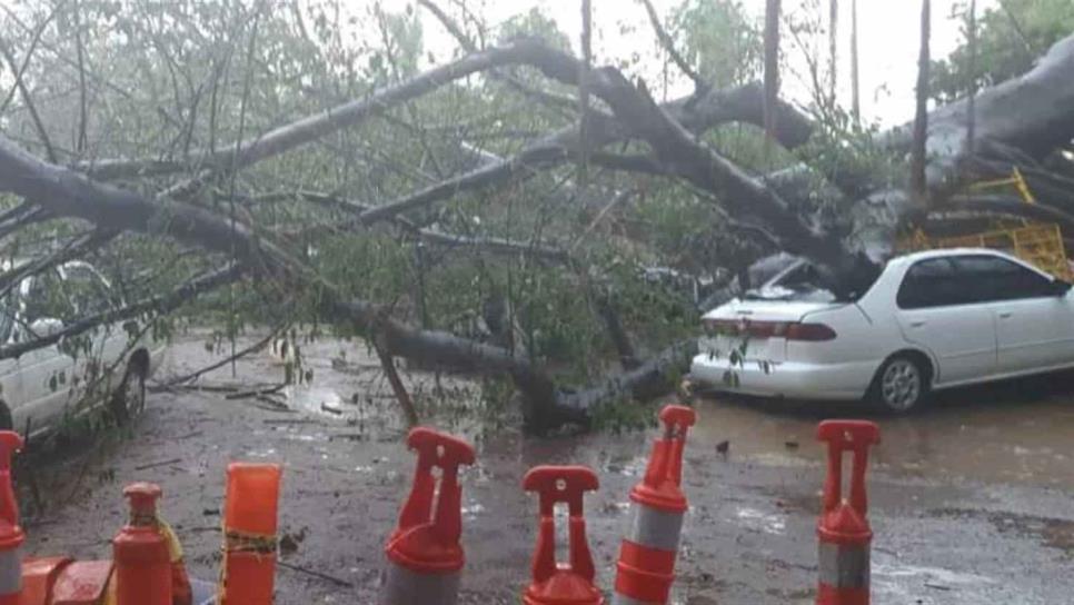 Lluvia deja 20 árboles caídos y arrastra una tonelada de basura: Servicios Públicos Culiacán