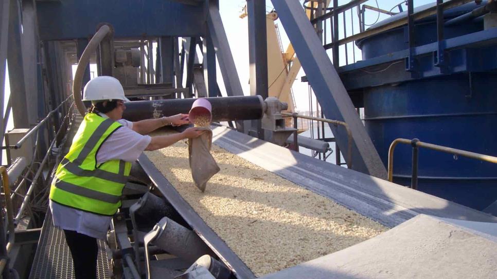 Persiste temor de bajos inventarios de maíz