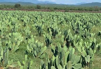 Nopal, efectiva alternativa para la sierra de Sinaloa