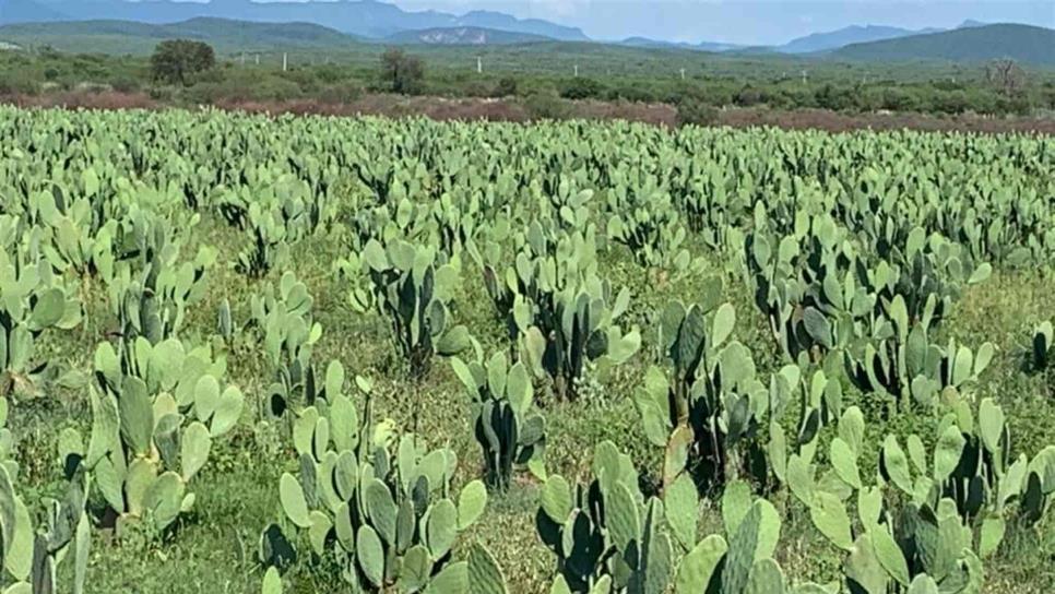 Nopal, efectiva alternativa para la sierra de Sinaloa