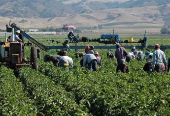 Multas de 271 mil pesos a productores que no ofrezcan vivienda a jornaleros agrícolas