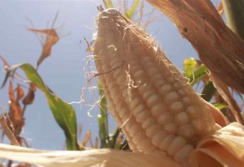 A cuentagotas pagan a productores de maíz de Sinaloa