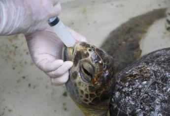 Rescata Acuario Mazatlán a tortuga en Playa Ceuta