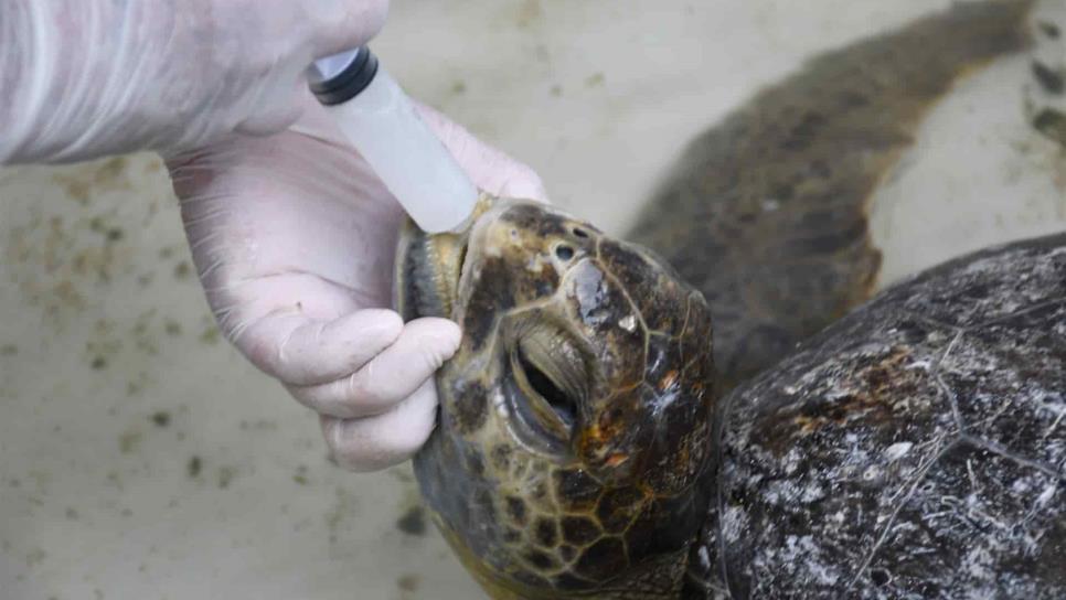 Rescata Acuario Mazatlán a tortuga en Playa Ceuta