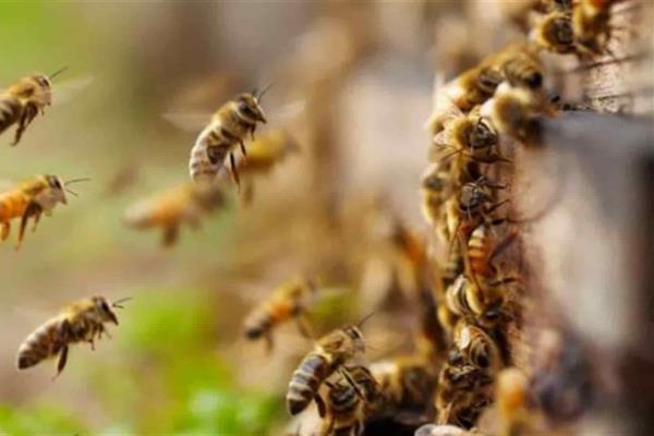 Pide Sader legislar a favor de protección e las abejas
