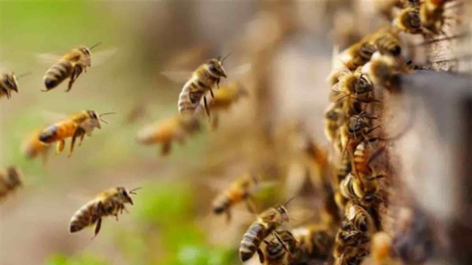 Pide Sader legislar a favor de protección e las abejas