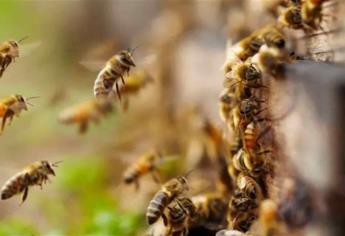 Más de 60 reportes al mes recibe PC del municipio de Sinaloa por ataque de abejas