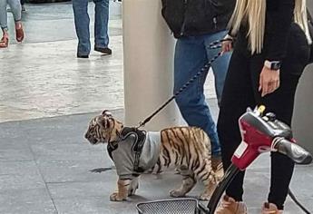 Pasea con un tigre de bengala en Antara Polanco