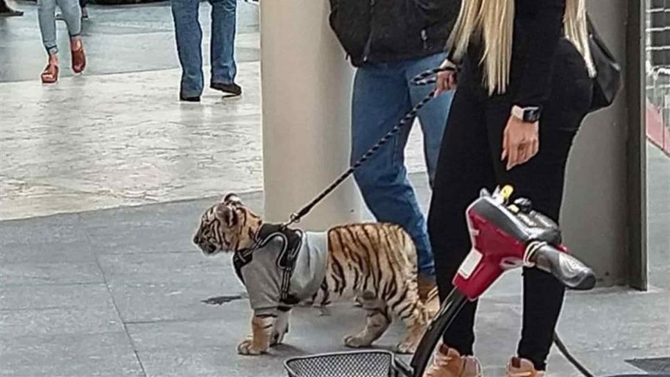 Pasea con un tigre de bengala en Antara Polanco