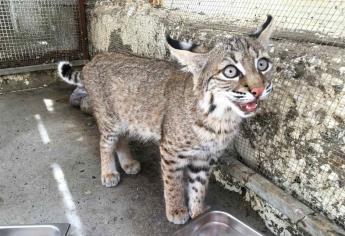 En buenas condiciones linces depositados en Acuario Mazatlán