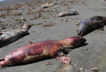 Reportan muerte de 150 lobos marinos en Baja California Sur
