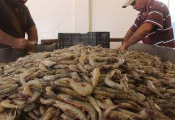 Ya hay «piojillo»; llaman a reforzar veda de camarón en Sinaloa