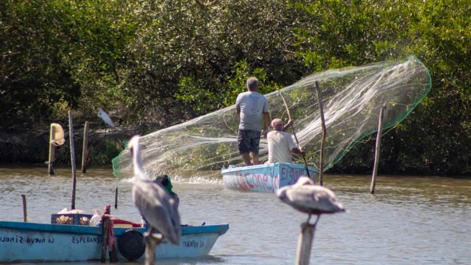 Estiman producción de 150 t de camarón en laguna del Huizache Caimanero
