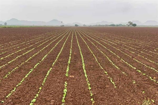 Se preparan productores para establecer frijol