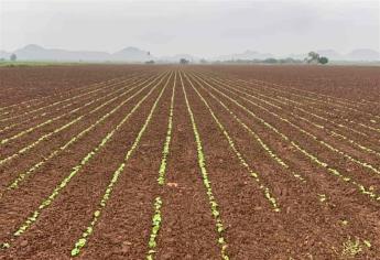 Pronostico de heladas preocupa a agricultores del El Rosario