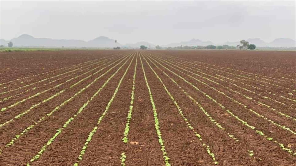 Pronostico de heladas preocupa a agricultores del El Rosario