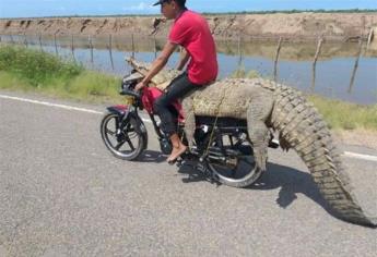 Atrapan cocodrilo en Las Aguamitas y se lo llevan en una moto