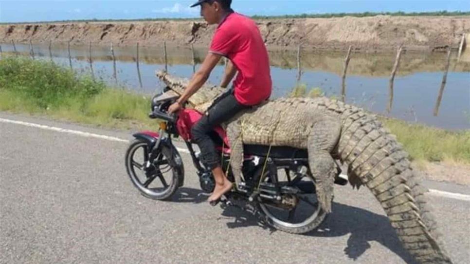 Atrapan cocodrilo en Las Aguamitas y se lo llevan en una moto