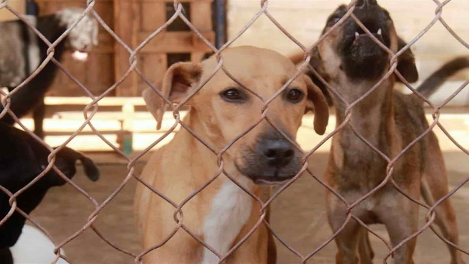 Un total de 240 mil vacunas contra la rabia se aplicarán en Sinaloa