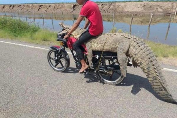 Investiga PC Navolato captura de caimán transportado en moto