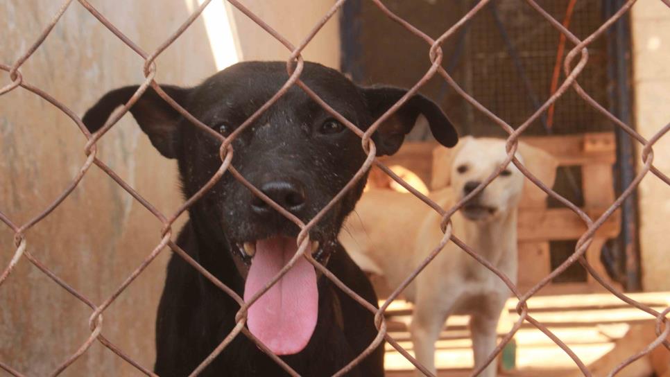 Buscan 50 perritos ser adoptados para tener un hogar y una familia