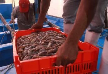 Afecta baja producción pesquera a empacadoras de camarón