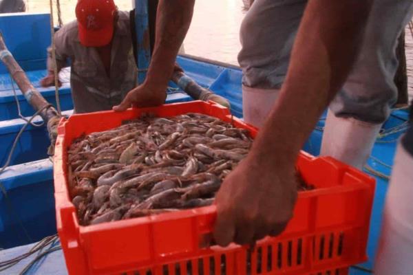 Afecta baja producción pesquera a empacadoras de camarón