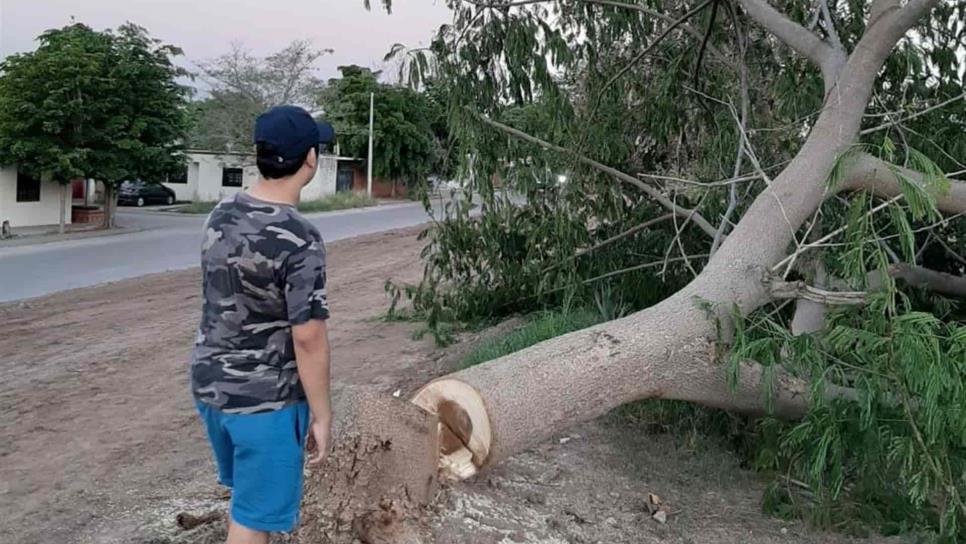 Acusan a particular de envenenar” y talar árboles en Los Naranjos y Terranova