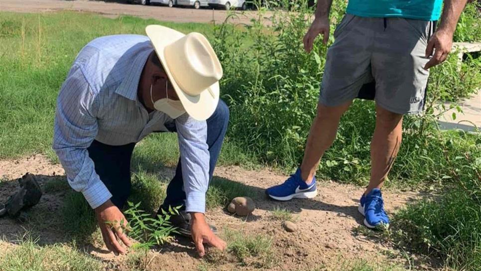 Recorrerán comunidades de El Fuerte con programa de Arborización: Cultura