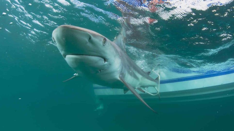 Alertan que tiburones pueden ser víctimas masivas del Covid-19