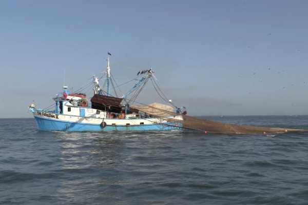 Avanza captura de camarón en el océano Pacífico, en altamar y bahías