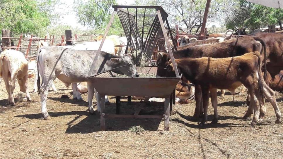 Analizan ganaderos aumento de $1 al litro de leche fresca