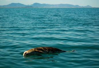 Barco de Sea Shepherd regresa a labores para salvar vaquita marina en México