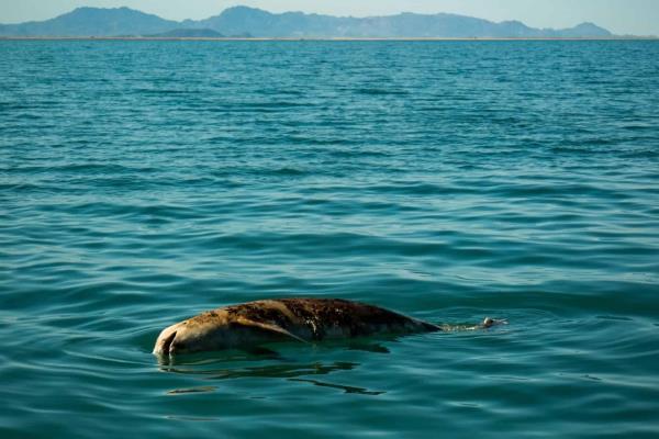 Barco de Sea Shepherd regresa a labores para salvar vaquita marina en México