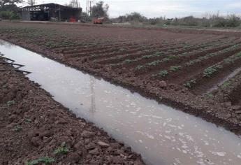 Ajustada la agricultura de Sinaloa ante la falta de lluvias